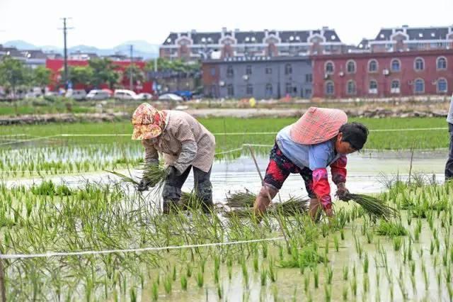 低成本小生意都有哪些（在农村月收入过万的几个小生意）-网赚资源网