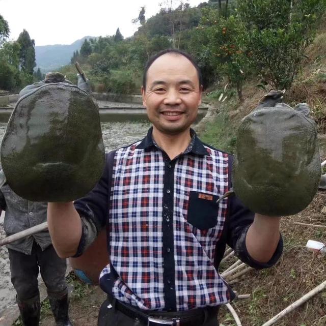 回农村养鳖年收入百万（未来养殖业什么最赚钱农村）-网赚资源网