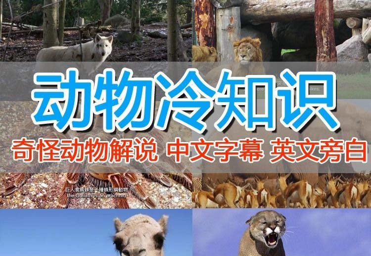 【副业项目6380期】外面卖1699的国外纪录片解说（动物解说、美食、动画片）稳过中视频-网赚资源网